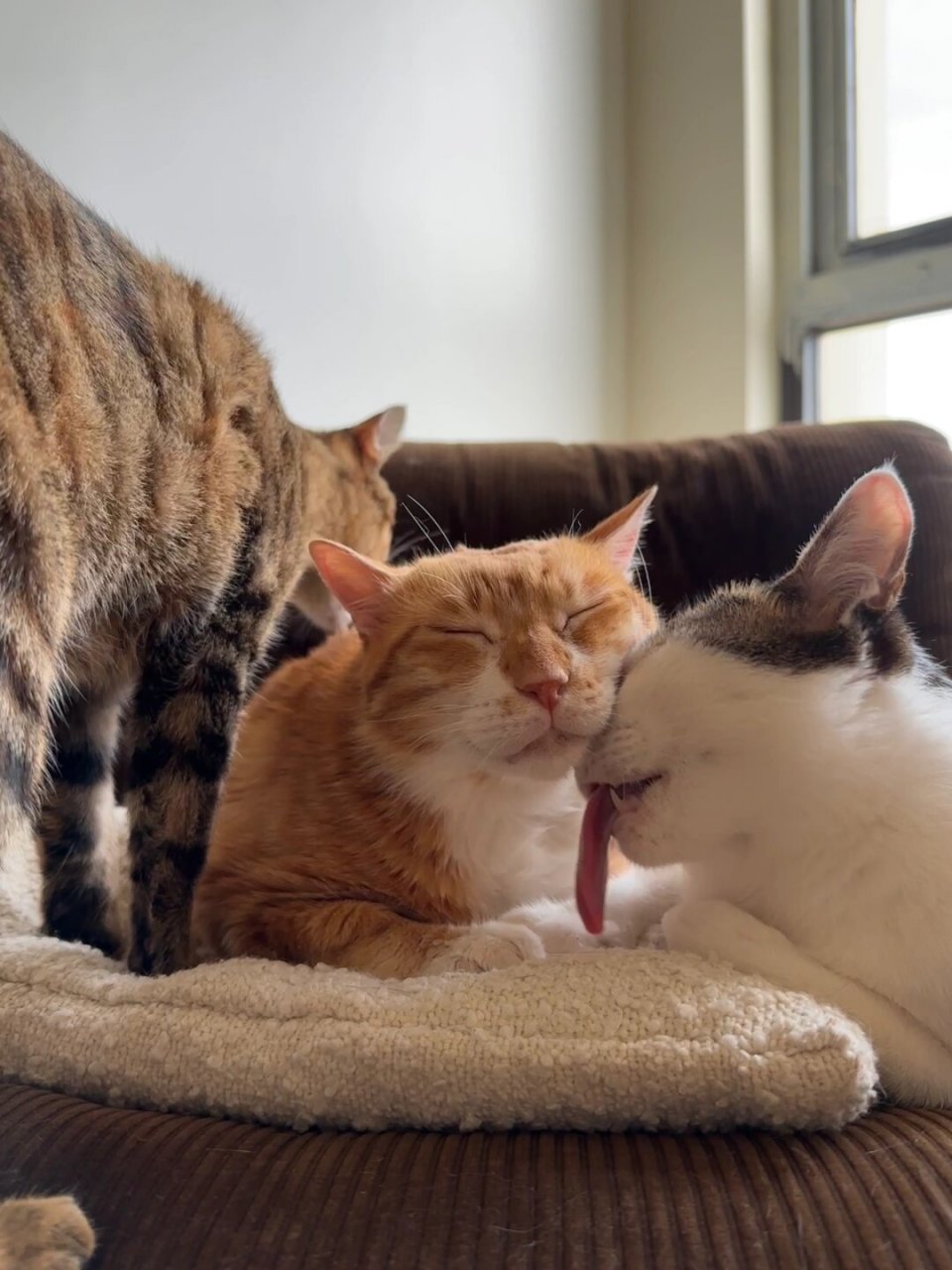 这一年拍到的多猫奇葩合照  这一年里拍到了好多猫咪们的奇葩合照啊!