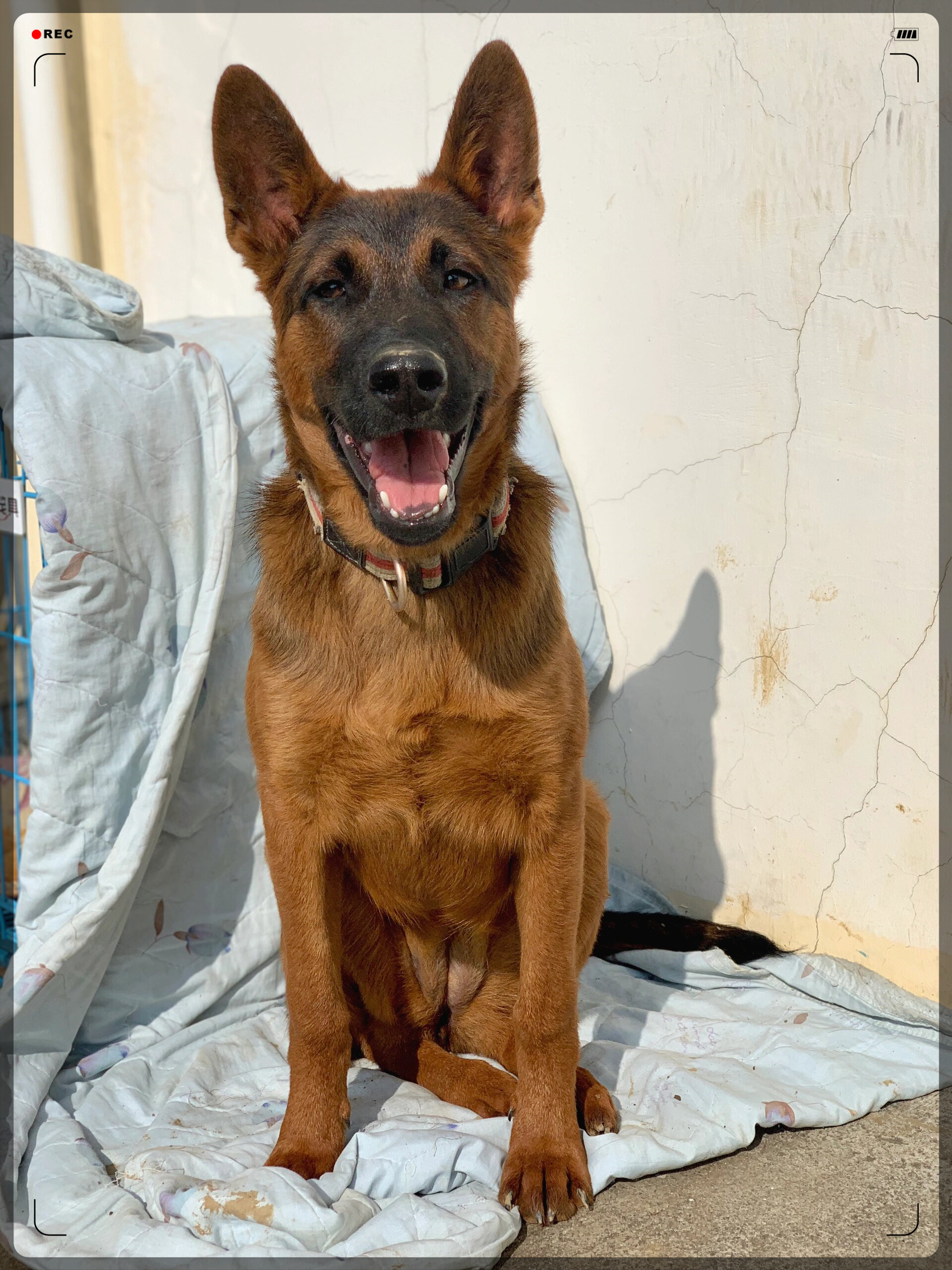 狗狗日常  这真不是德牧吗?