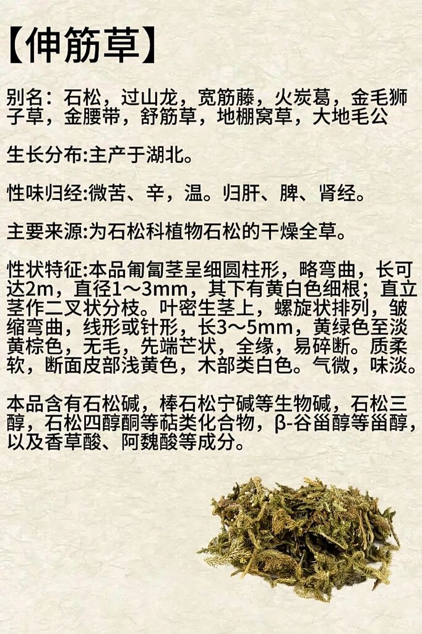 每天认识一种本草植物【伸筋草】  别名石松,过山龙,宽筋藤等,主产于