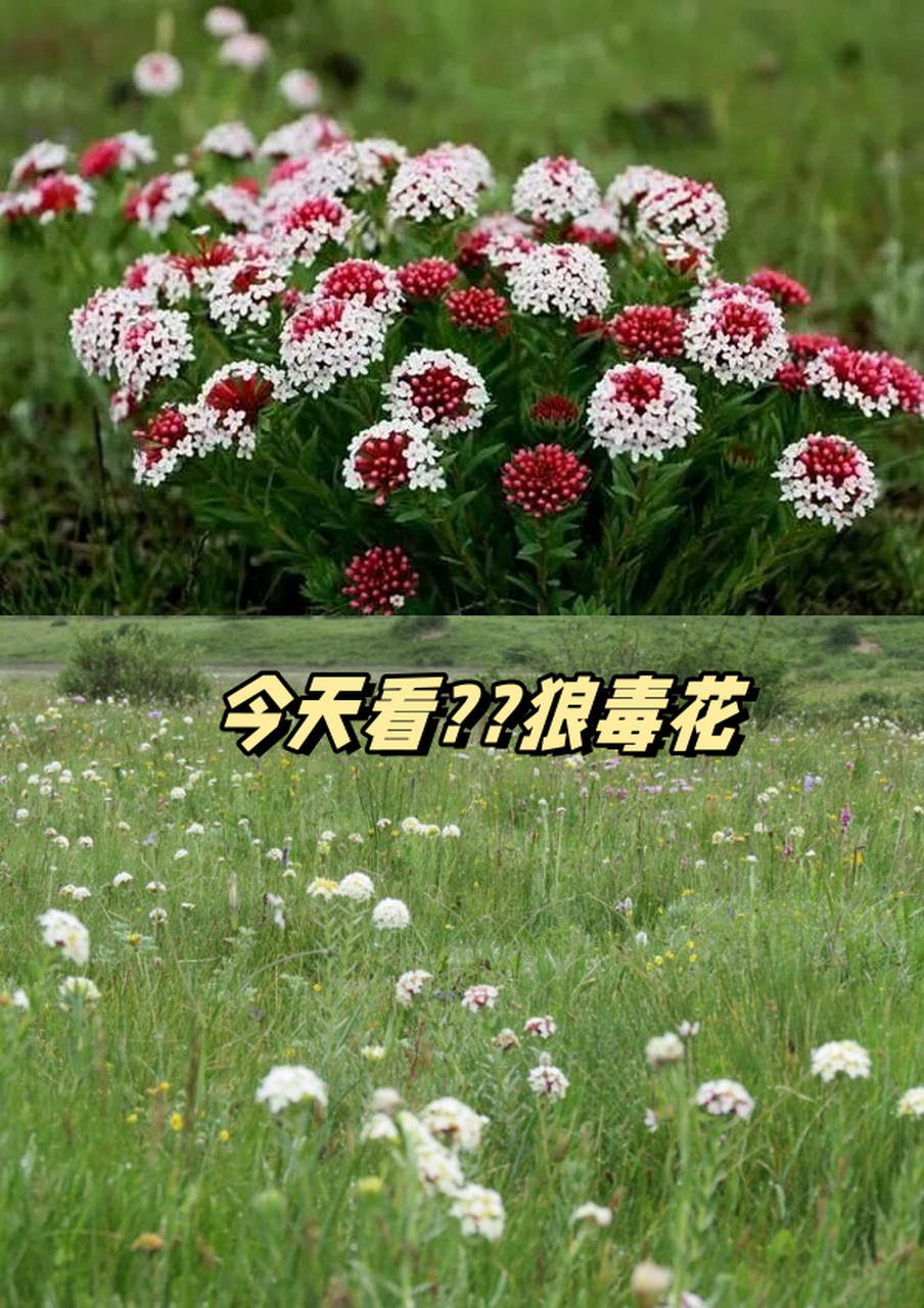 瑞香狼毒花图片