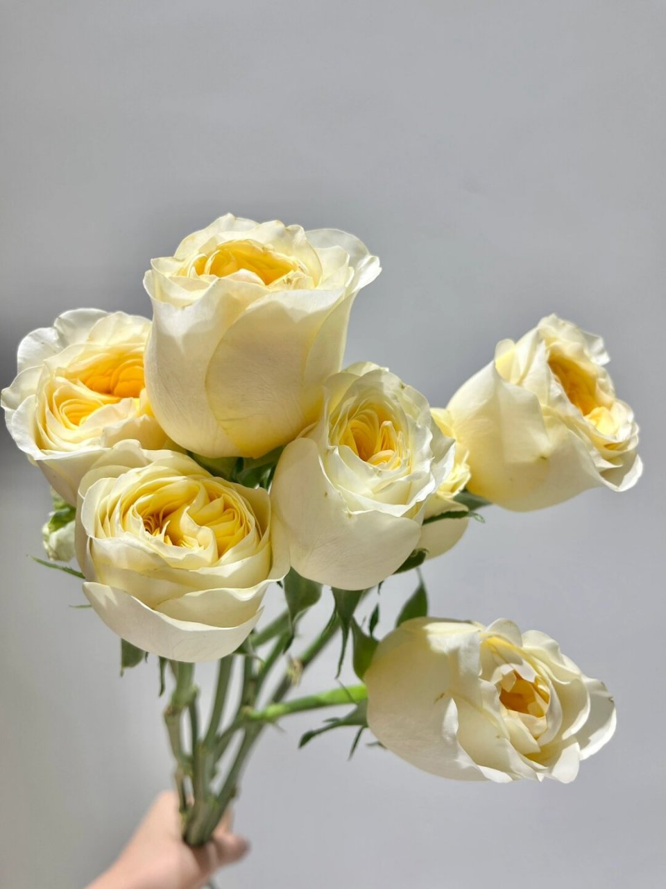 每天带你认识一种花材|奶油杯  奶油杯玫瑰,花语温柔情感,友谊与柔和