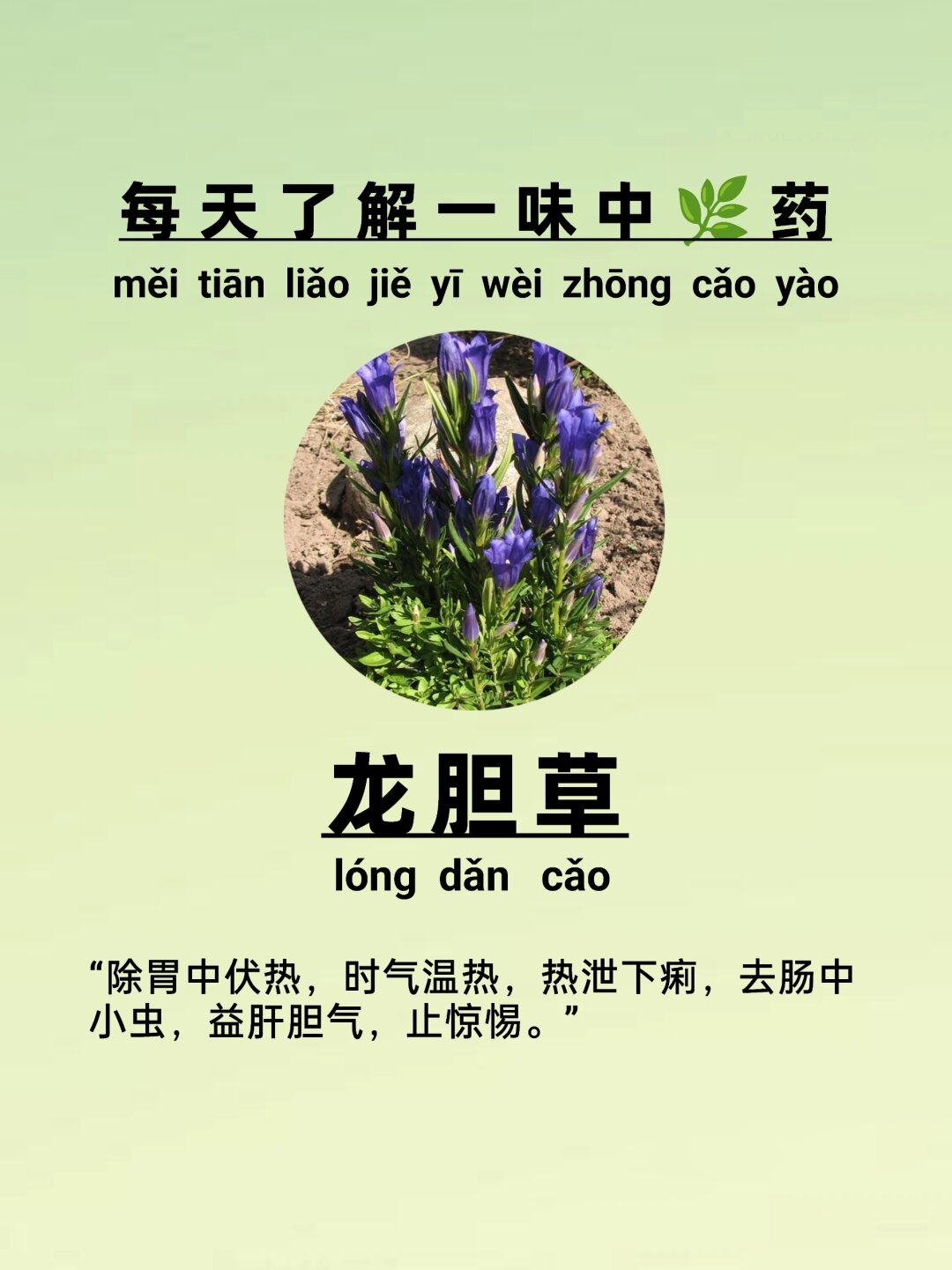 【龙胆草】一味清热?