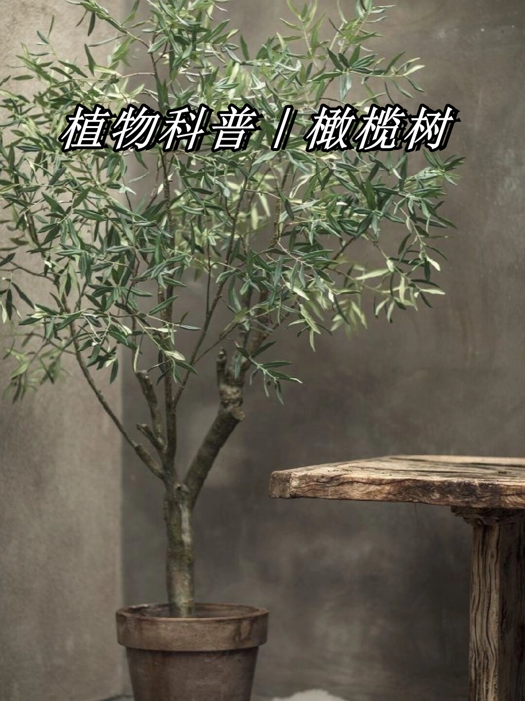 植物简介 这是一种四季常绿的植物,不仅拥有美丽的