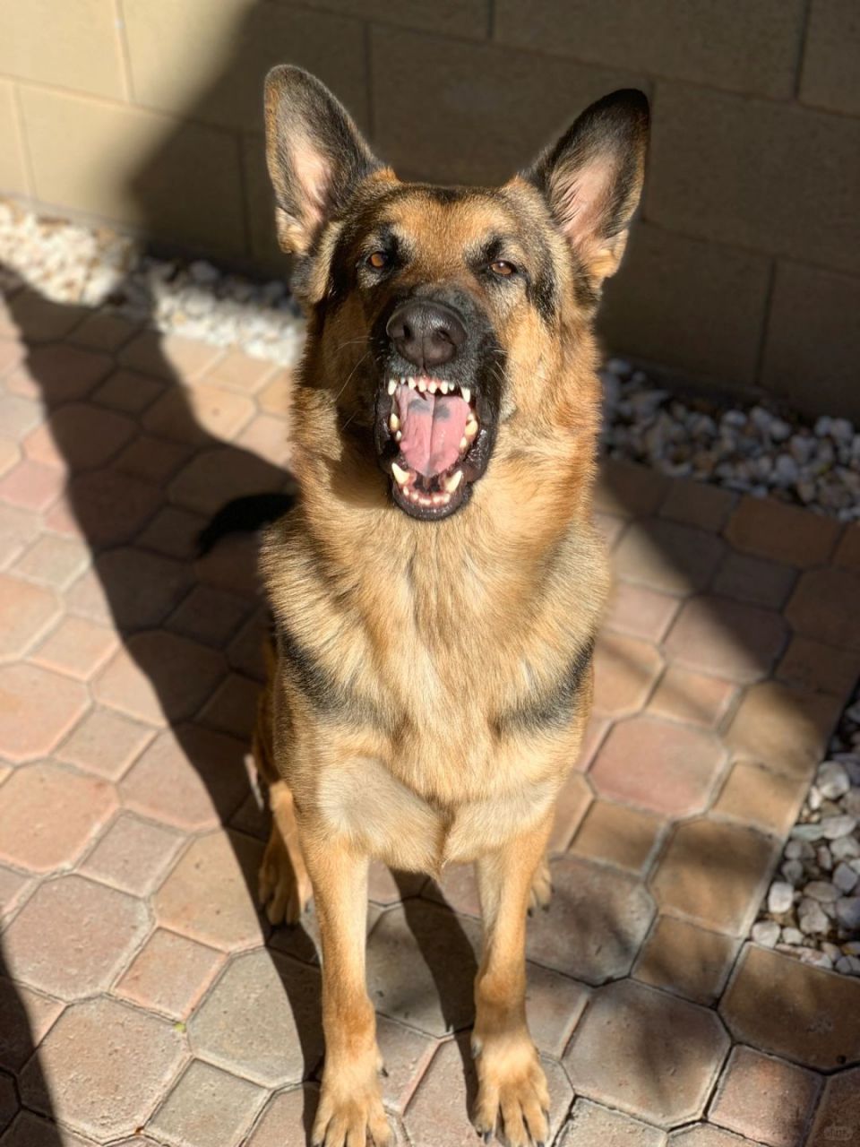 你以为的德牧vs实际上的德牧  在很多人的印象中,德国牧羊犬是一种高