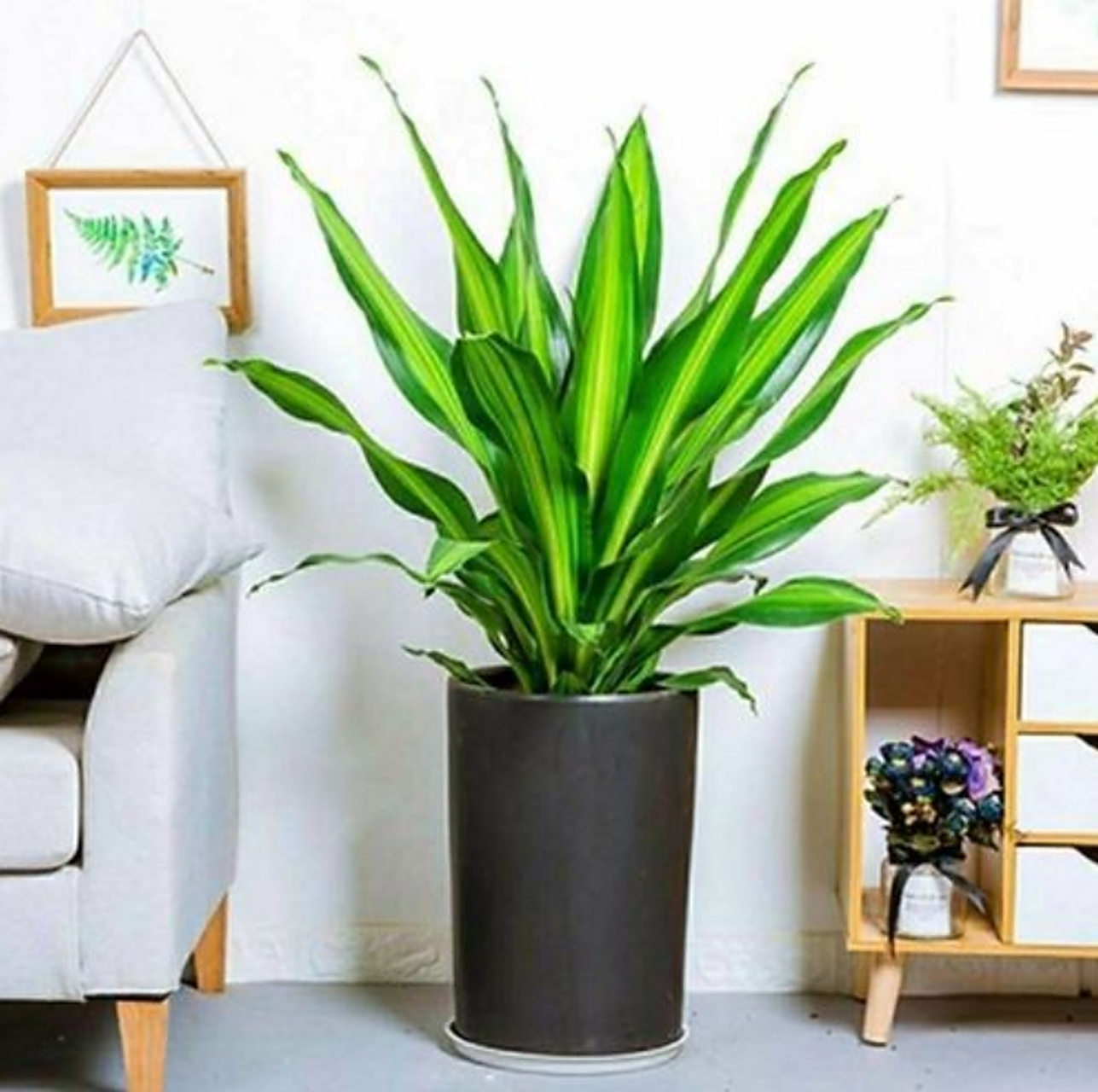 巴西美人铁的养殖方法.