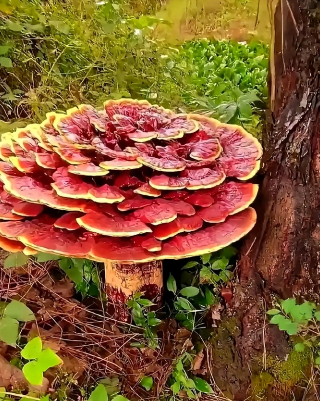 千年灵芝图片大全图片