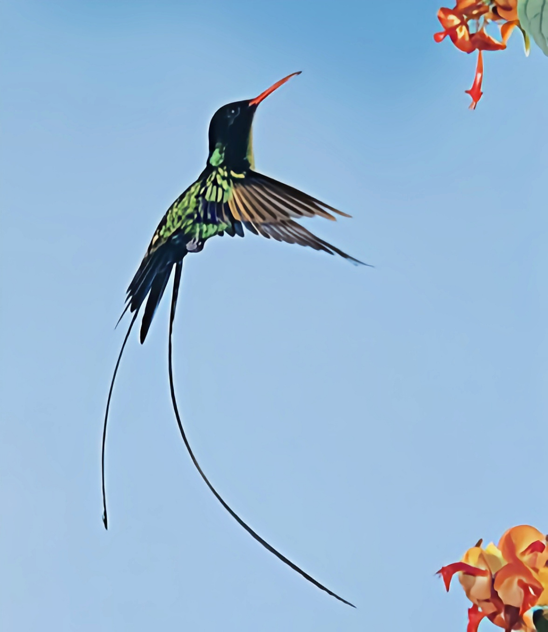 跨年创作挑战赛# 红嘴长尾蜂鸟作为牙买加的国鸟,具有独特的地位.