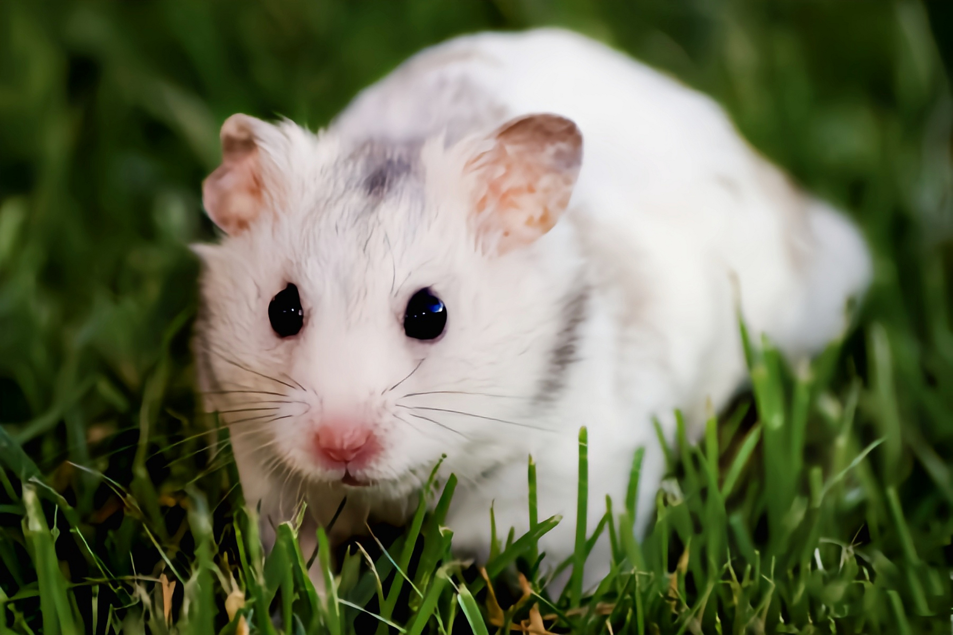 跨年创作挑战赛# 白熊仓鼠是非常常见的宠物品种.