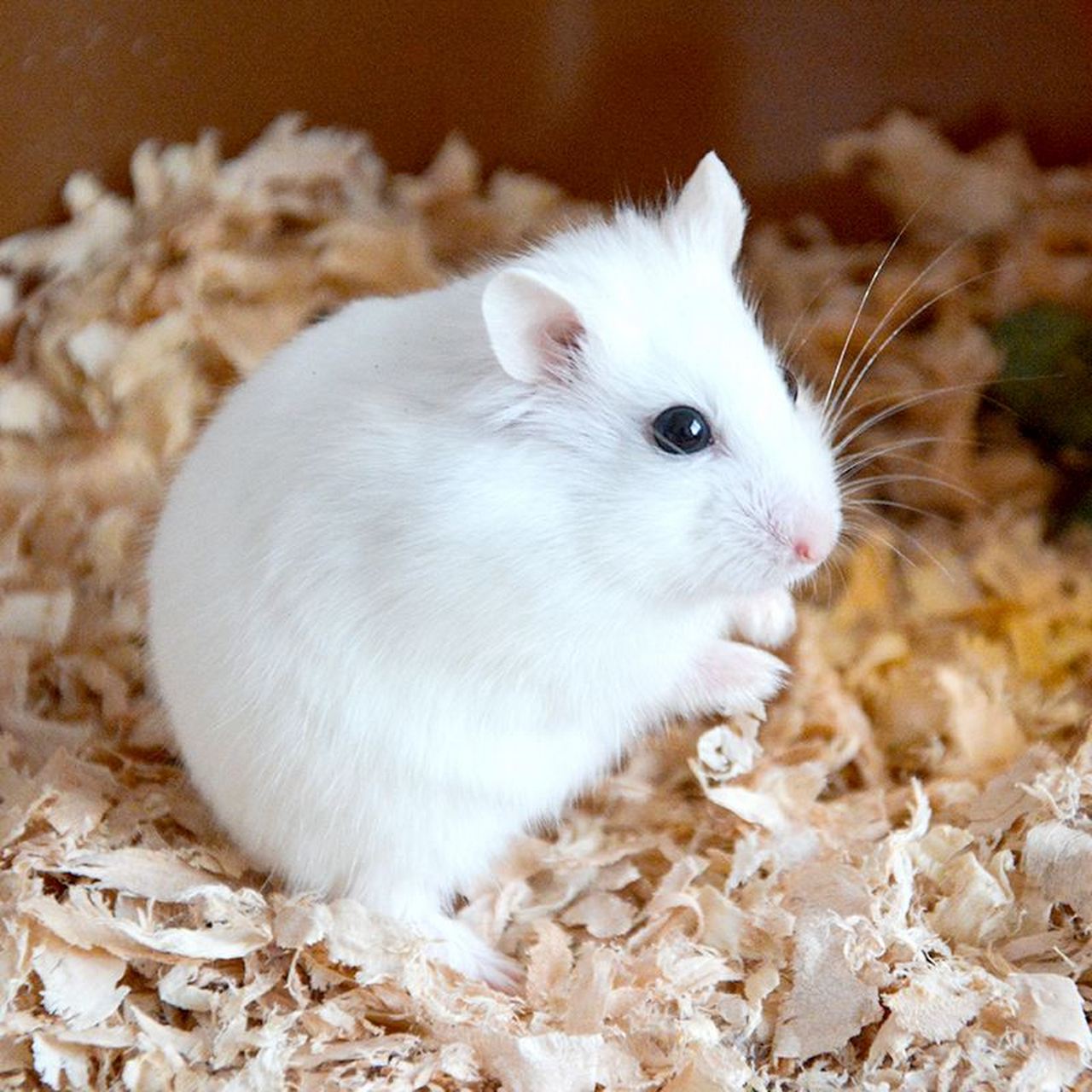 跨年创作挑战赛# 白熊仓鼠是非常常见的宠物品种.