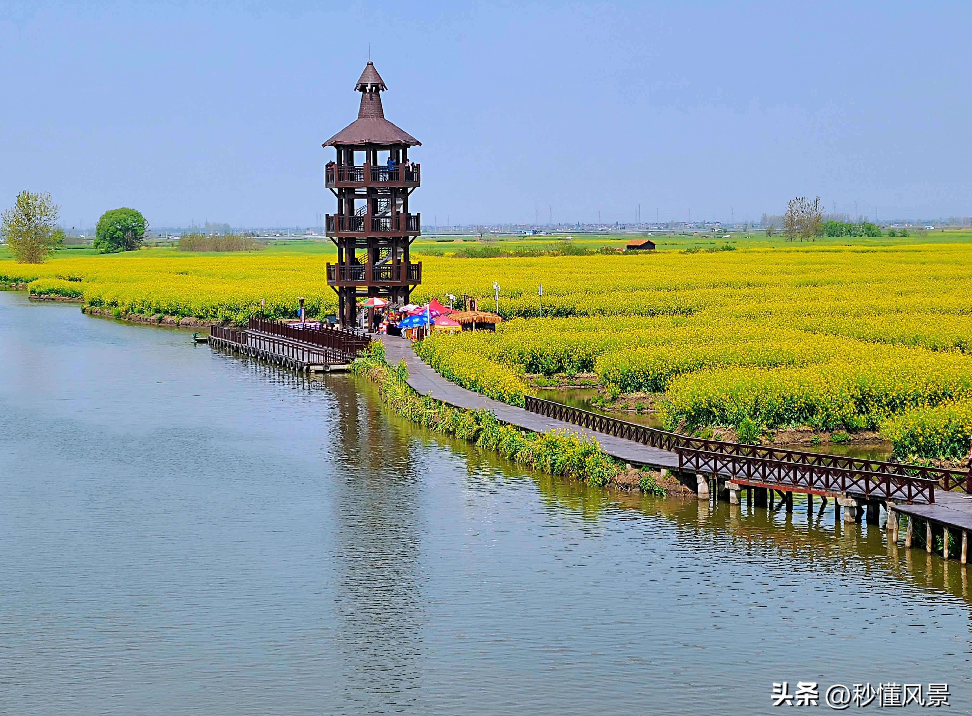 江苏水上油菜花田图片