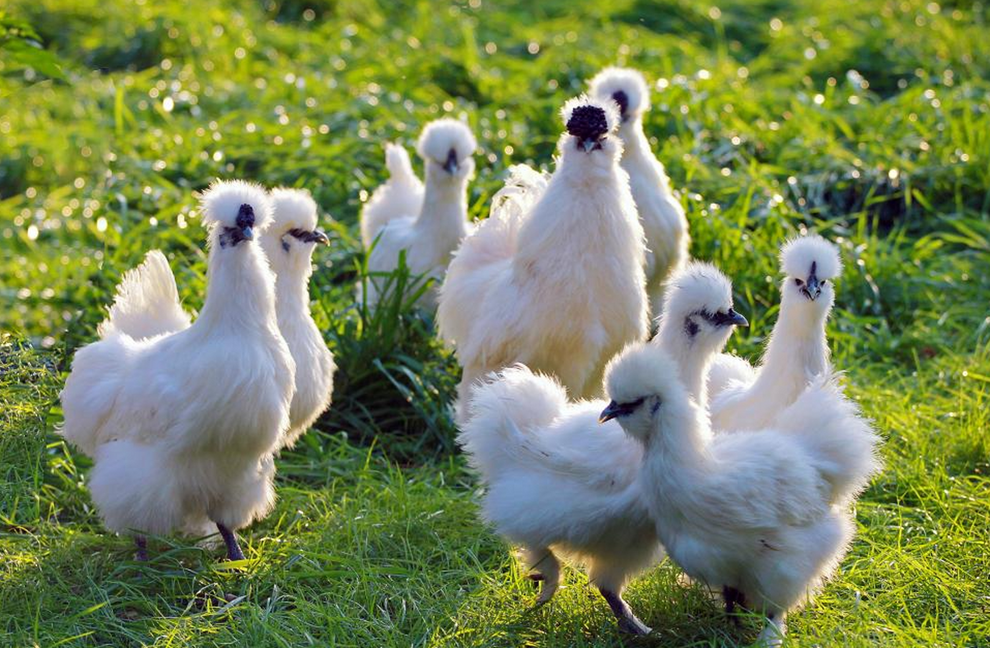 泰和乌鸡是江西珍稀禽类,被誉为"鸡中贵族".