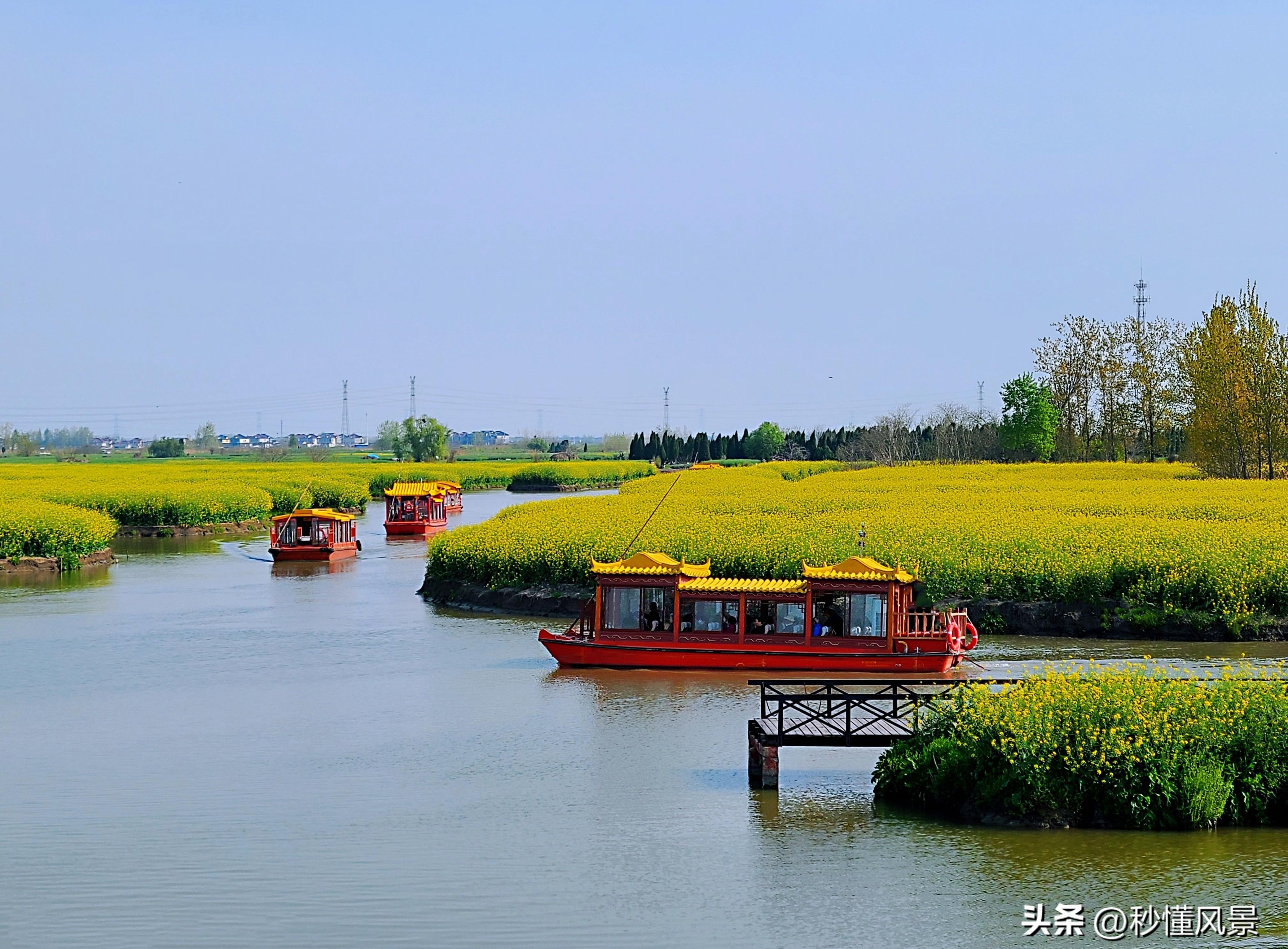 江苏水上油菜花田图片