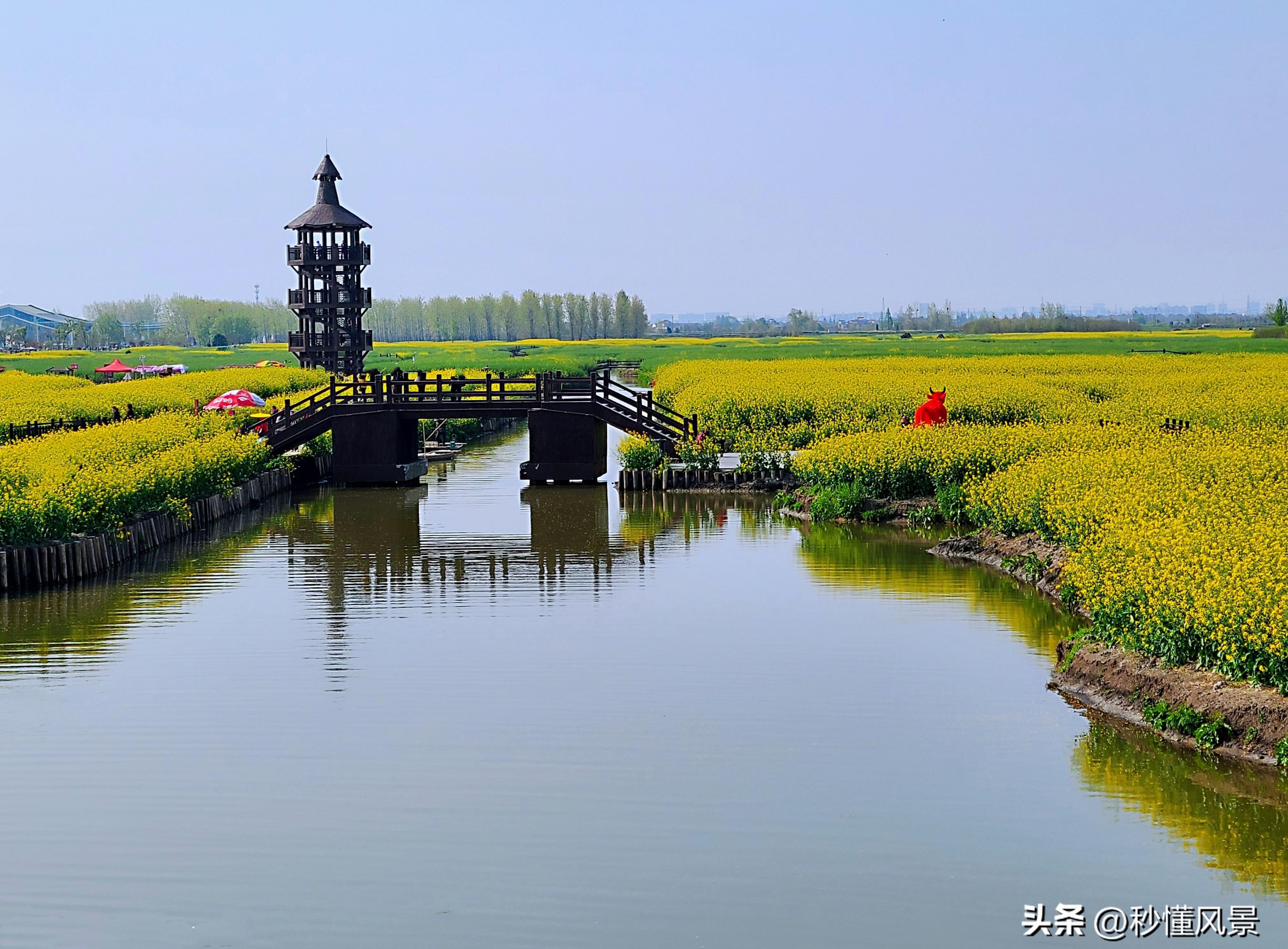 江苏水上油菜花田图片