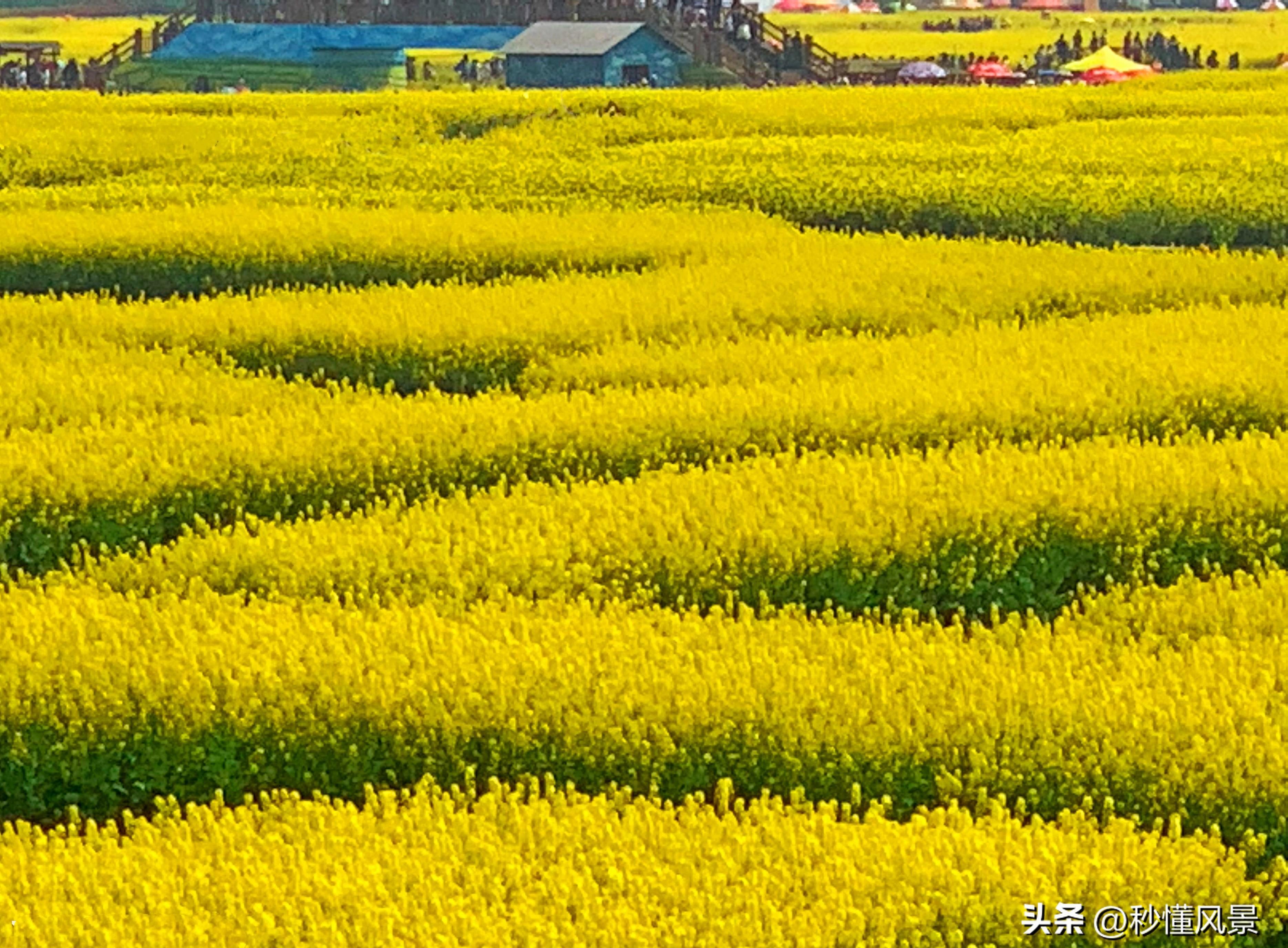 江苏水上油菜花田图片