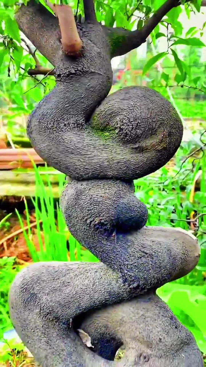 喷血盆景精品怪桩,你们觉得怎么样