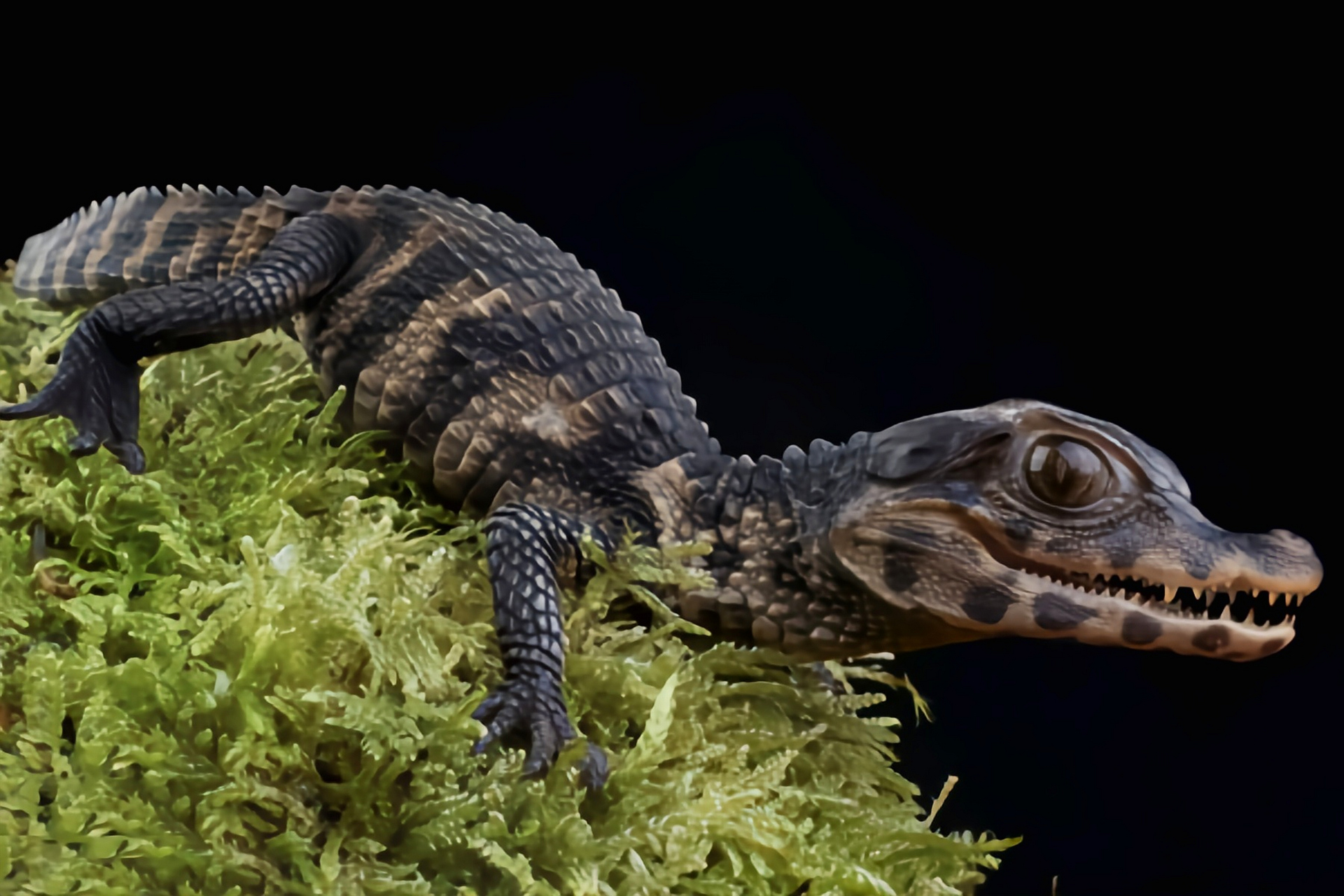 跨年创作挑战赛# 钝吻古鳄别名矮鳄鱼,是现存体型最小,重量最轻的