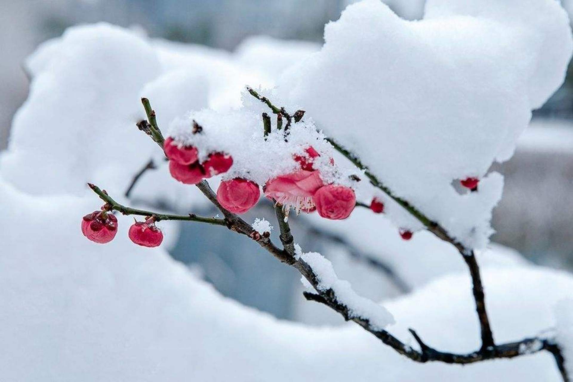 雪梅花壁纸图片