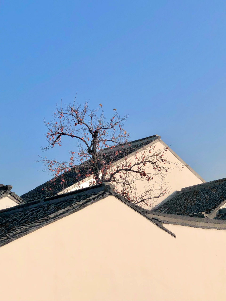 中国人才懂的东方美学一一"留白"意境 苏州北寺塔的柿子树,真的很有