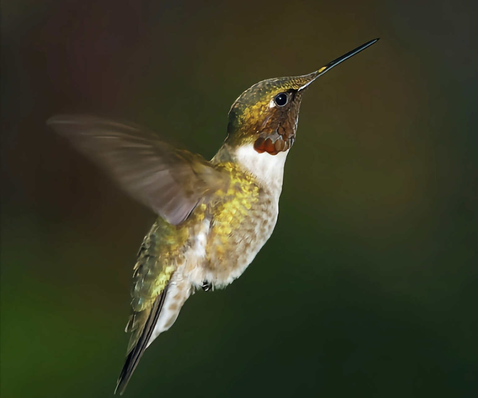 巨蜂鸟作为蜂鸟家族中的佼佼者,其体长可达到22厘米,体重介于18至20克