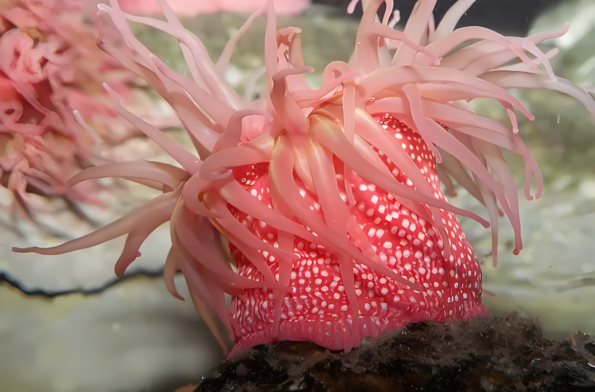 跨年创作挑战赛# 草莓海葵,这一源自大西洋东部地中海及苏格兰北部