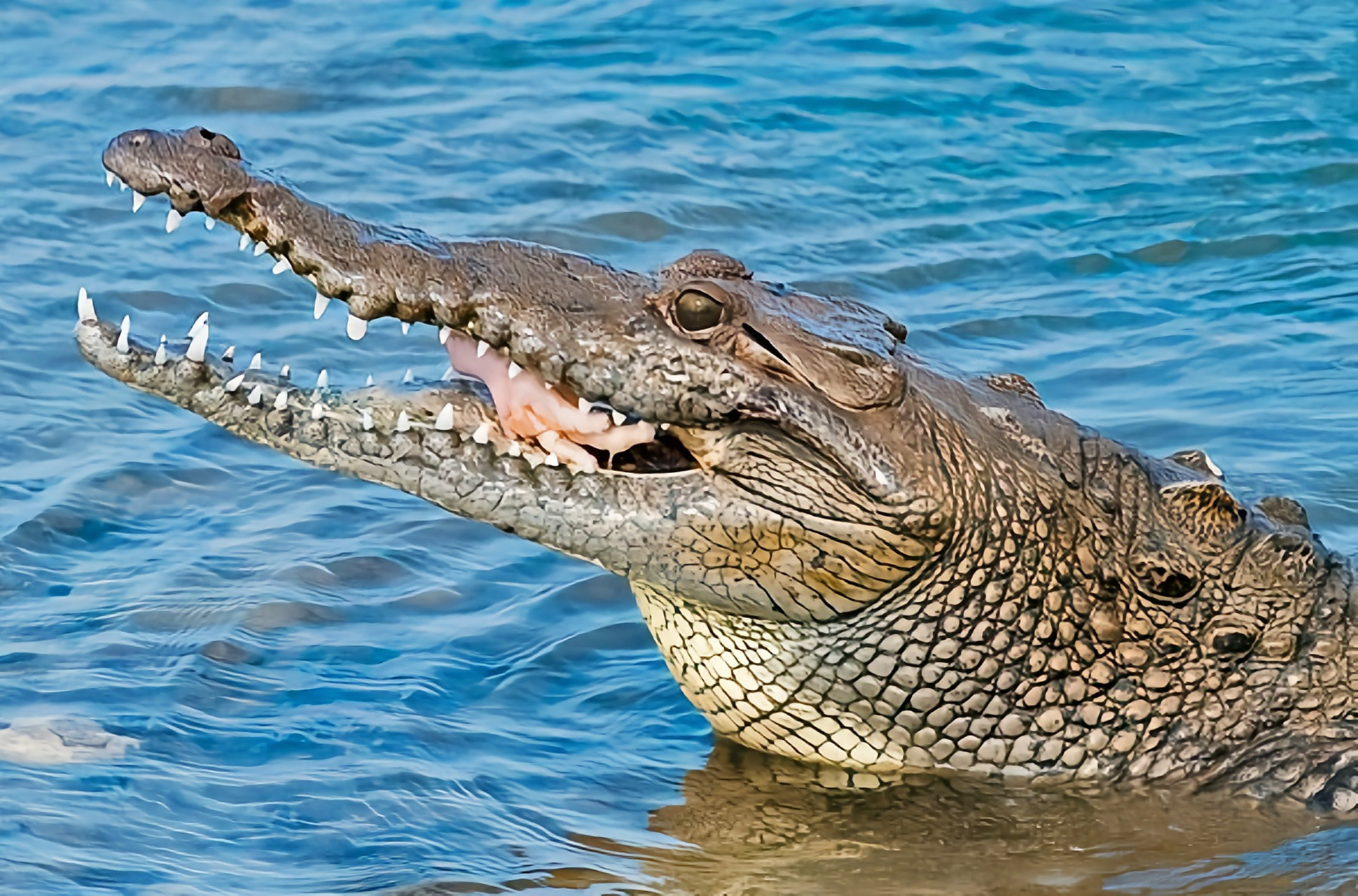 跨年创作挑战赛# 湾鳄别名咸水鳄,裸颈鳄,它是东帝汶的国兽,也是世界
