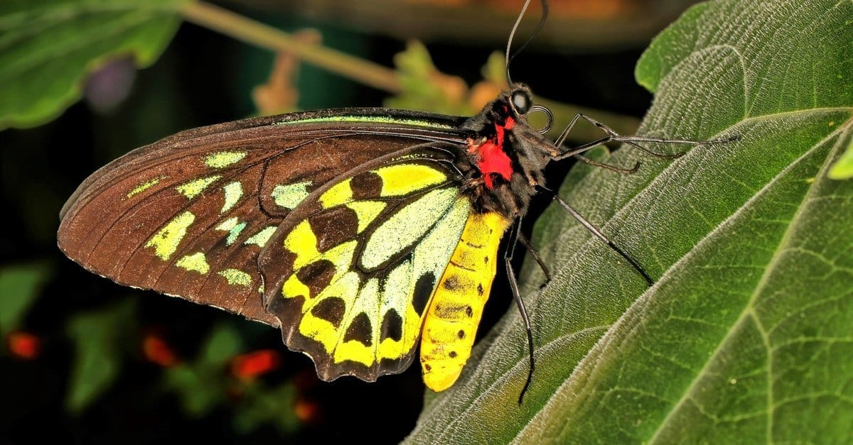 世界上10种稀有的蝴蝶,大自然之美!