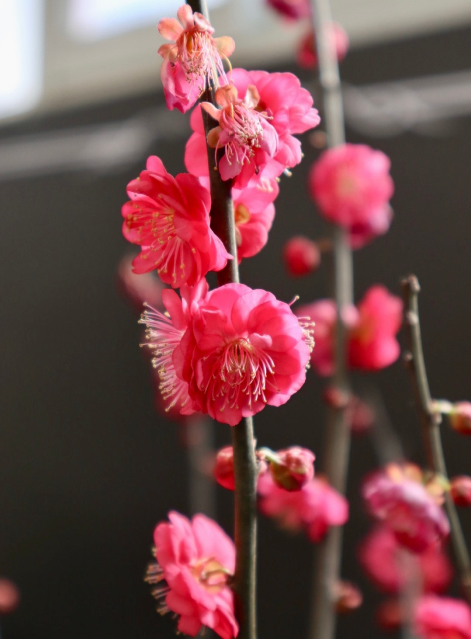 百家快评# 三九严寒何所惧?喜爱红梅的品格,红梅花开朵朵精彩.