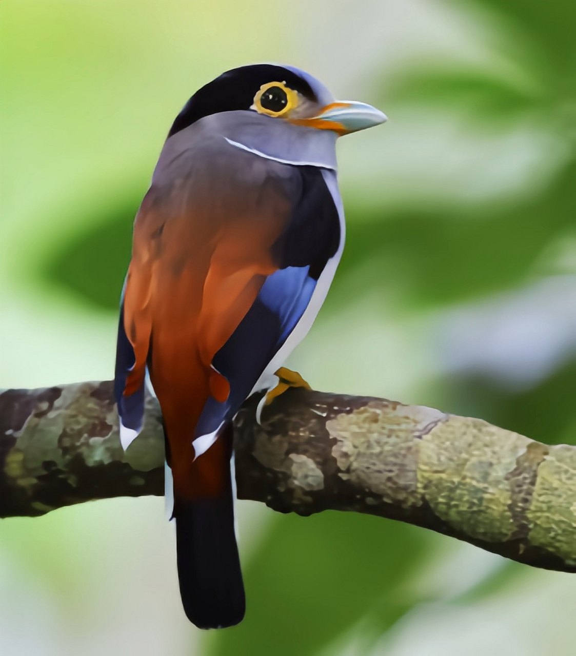 跨年创作挑战赛# 银胸丝冠鸟,作为我国二级保护动物,拥有10个亚种