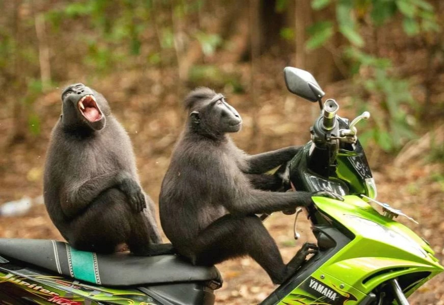 有两只大猩猩是一个疯狂的摩托车爱好者.