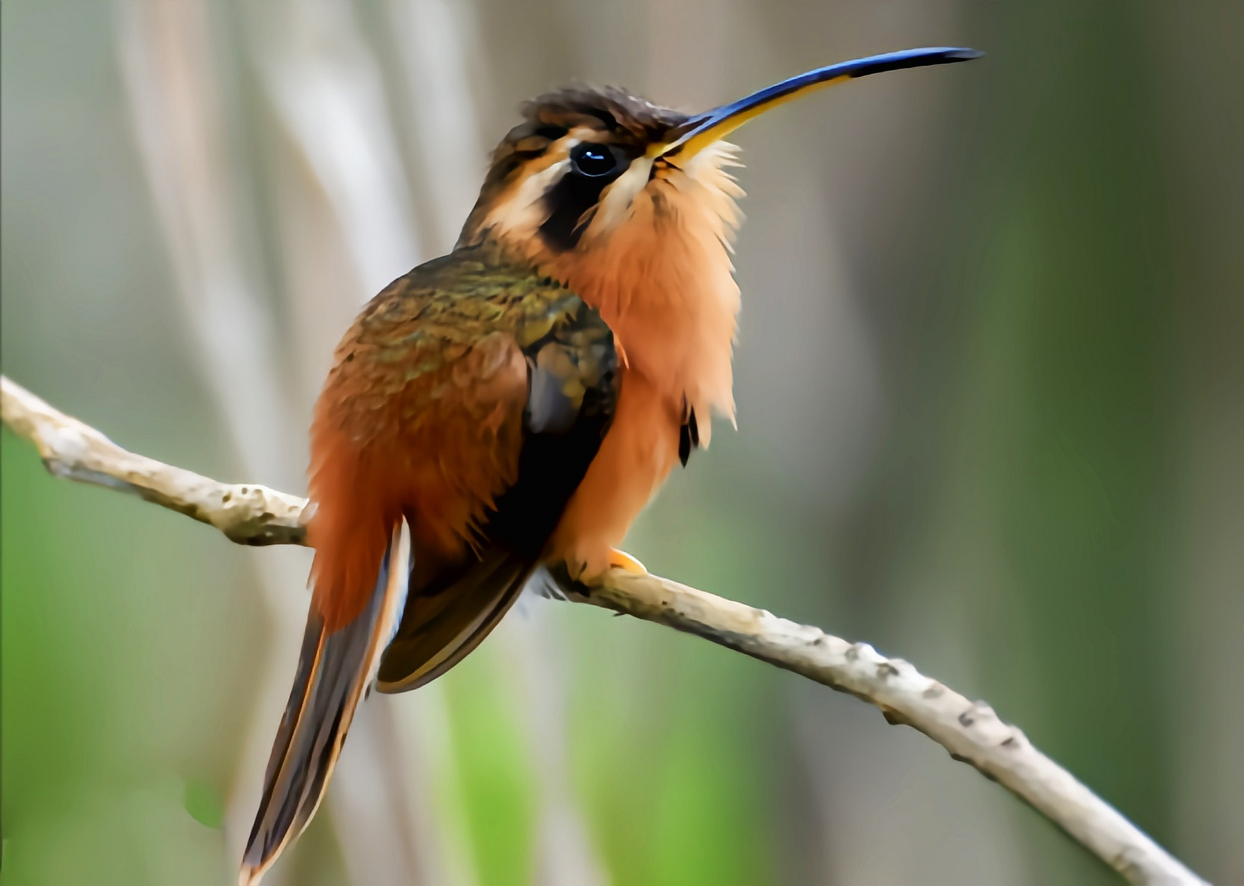跨年创作挑战赛# 红隐蜂鸟,这一南美洲的原生物种,堪称最小的鸟类之