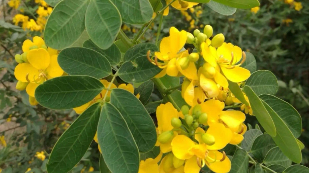 黄字当头的植物《黄槐决明 黄槐决明是一种观叶观花植物,别名有金脉