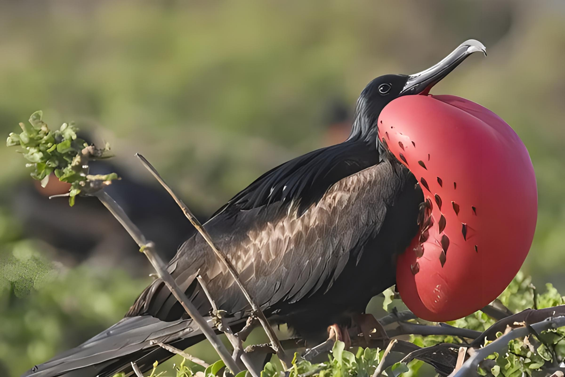 跨年创作挑战赛# 阿岛军舰鸟,分布于大西洋南部厄瓜多尔海域,栖息于