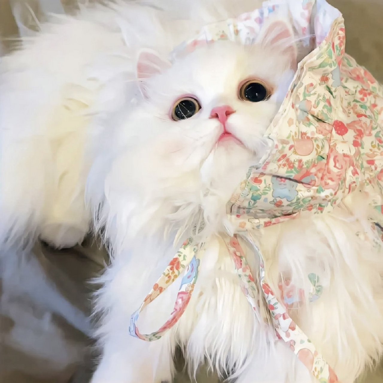 猫咪头像 猫咪是世界上最可爱的动物之一,它们拥有柔软的毛发,可爱的