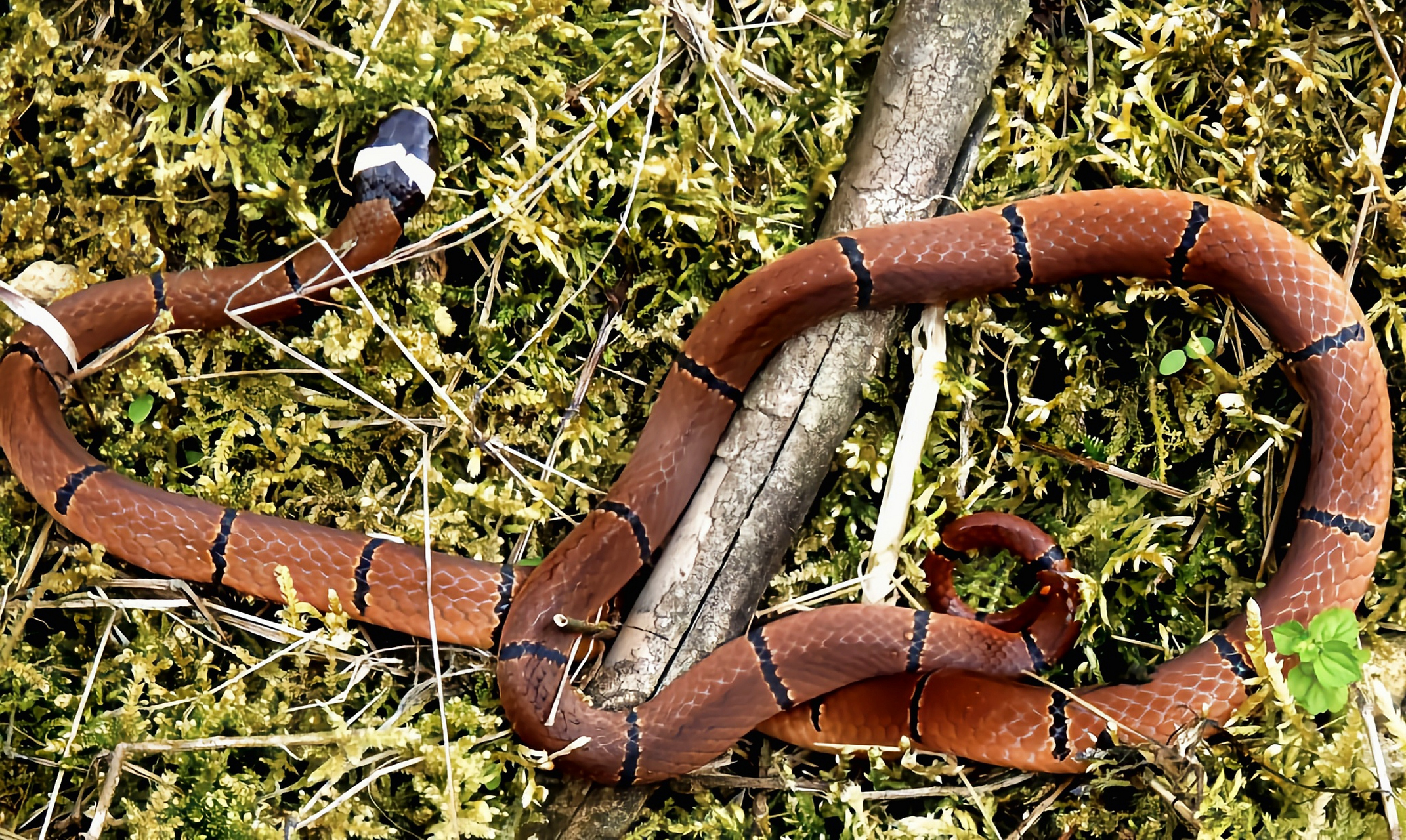 跨年创作挑战赛# 丽纹蛇,一种剧毒蛇类,主要分布于海拔220-2500米的