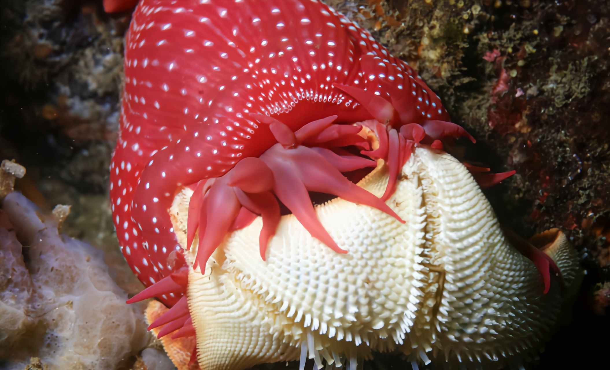 跨年创作挑战赛# 草莓海葵,这一源自大西洋东部地中海及苏格兰北部