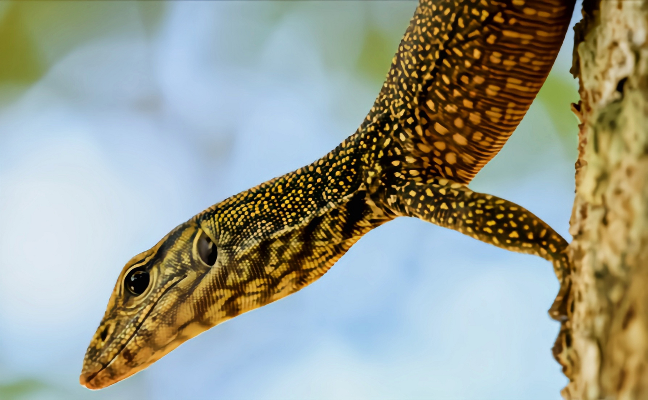 跨年创作挑战赛# 暗影巨蜥别名云斑巨蜥,我国一级保护动物.