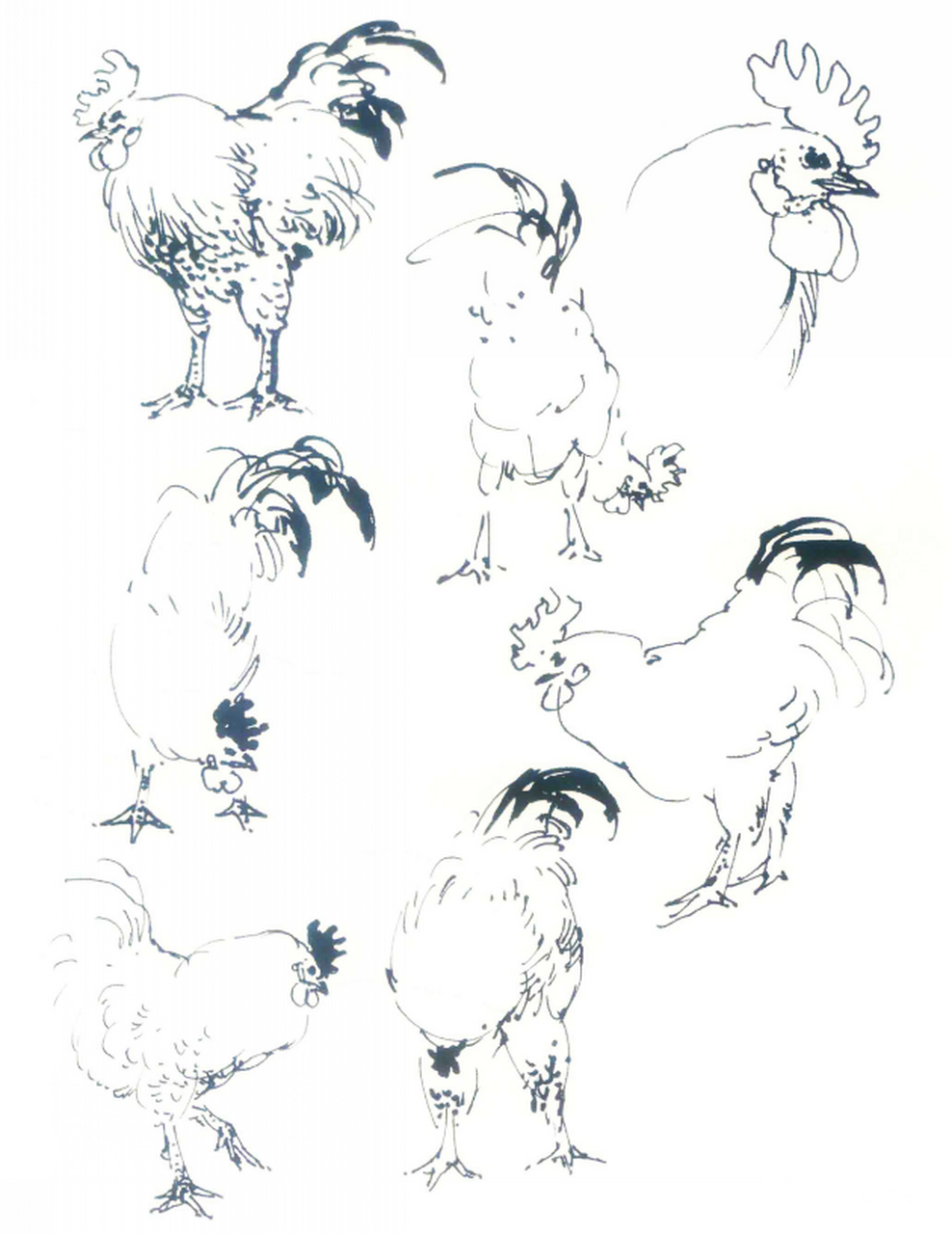 鸡的形态白描及动态   鸡形体的中心线为重心线.