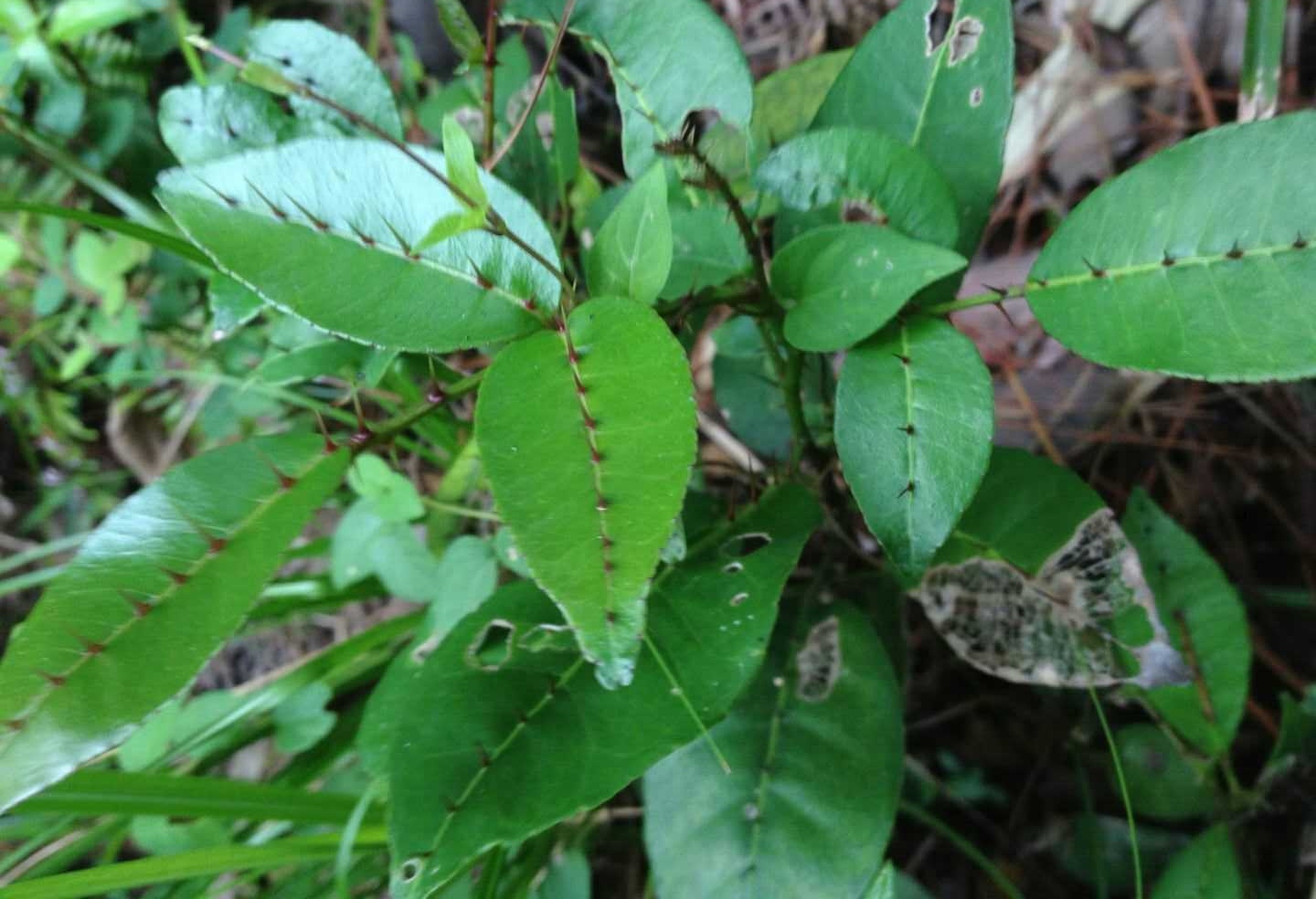 两面针草药图片图片