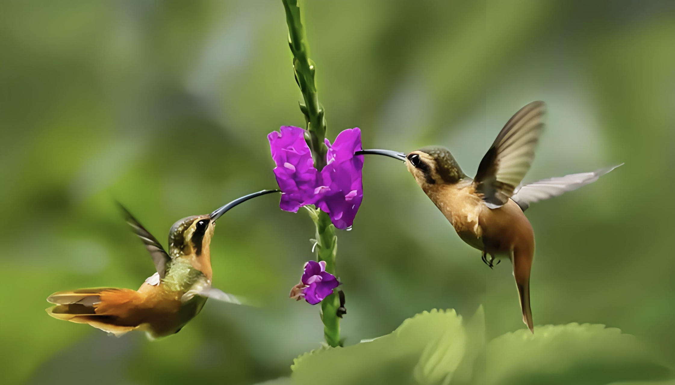 跨年创作挑战赛# 红隐蜂鸟,这一南美洲的原生物种,堪称最小的鸟类之