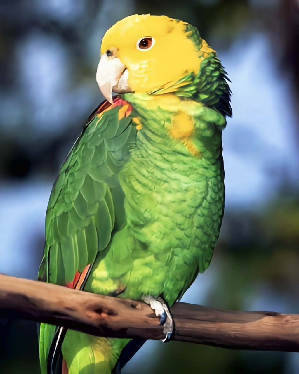 跨年创作挑战赛# 黄头亚马逊鹦鹉共有4个亚种,生活在北美洲海拔500米