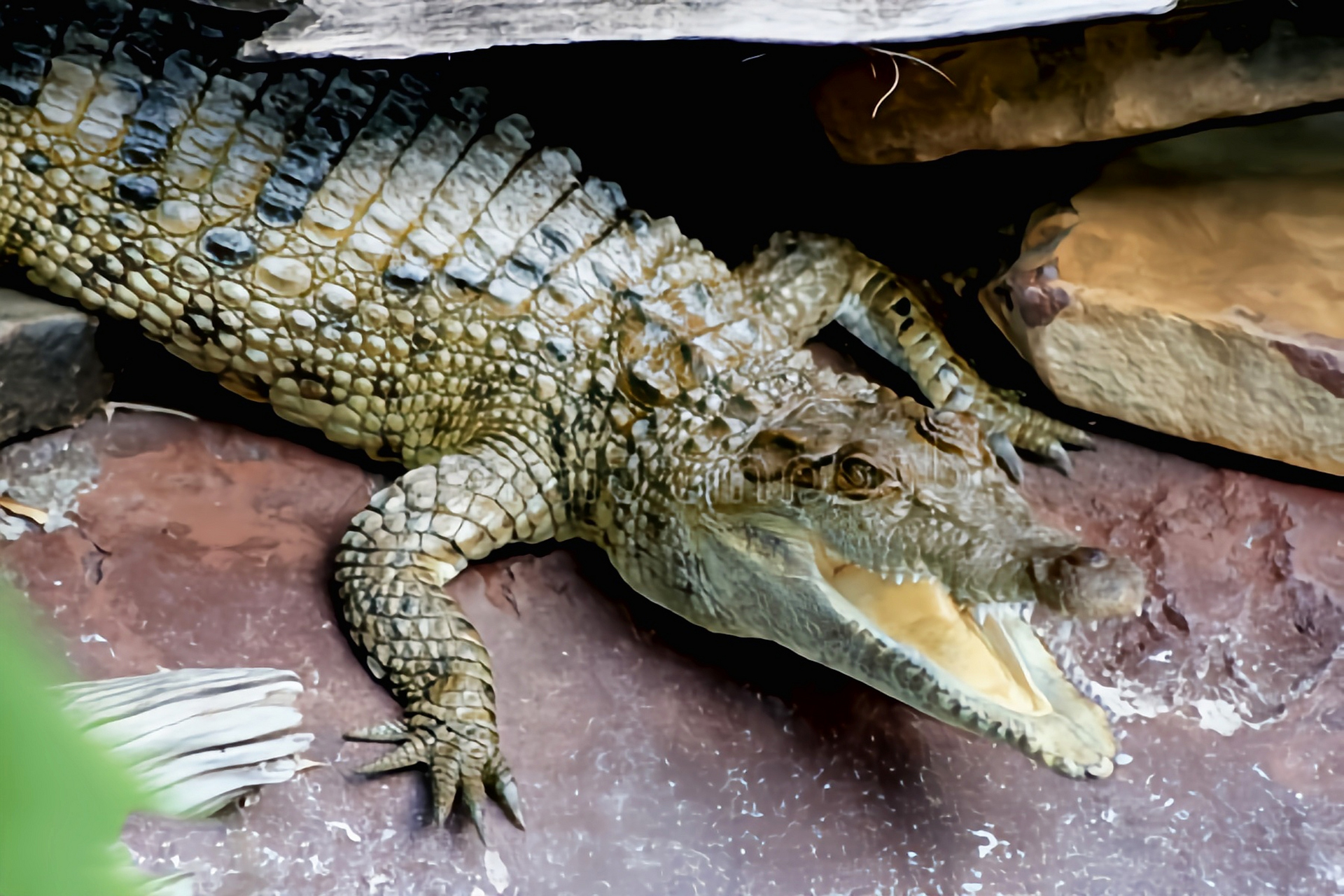 赛# 伊里安鳄别名新几内亚鳄,生活于亚洲南部的岛屿近岸的淡水河流