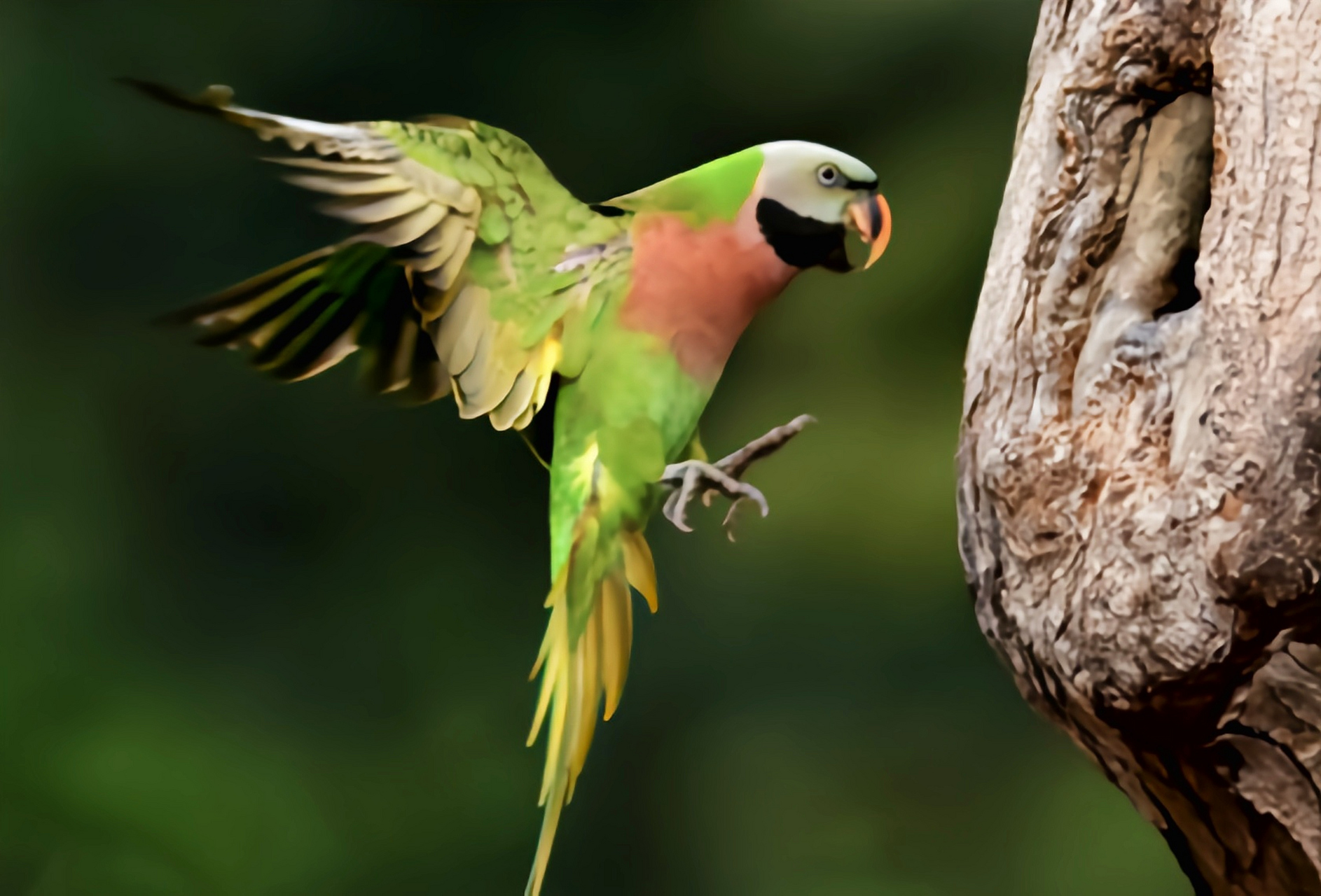 跨年创作挑战赛# 绯胸鹦鹉是我国二级保护野生动物,共8个亚种.