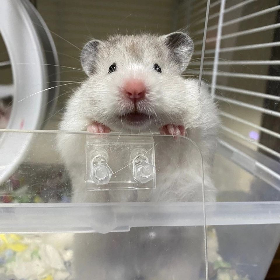 探秘仓鼠真实视力:超乎想象的视觉世界