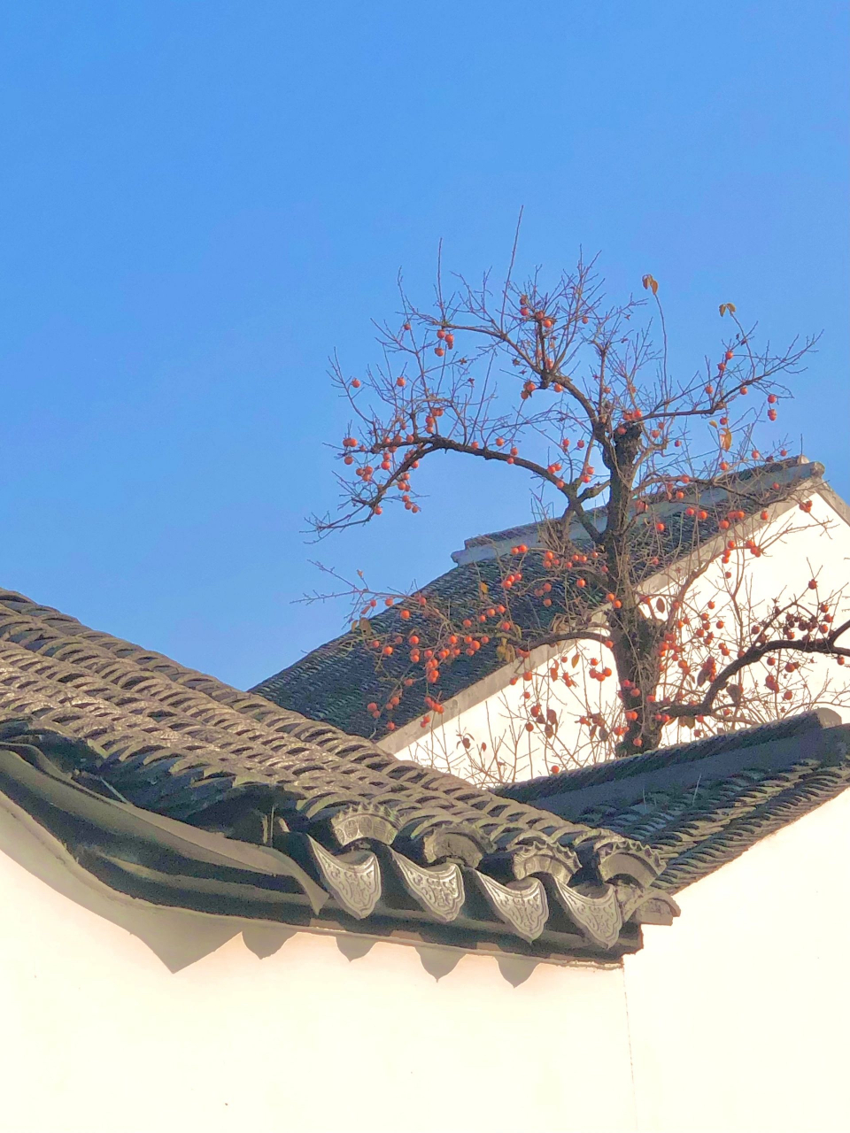 中国人才懂的东方美学一一"留白"意境 苏州北寺塔的柿子树,真的很有