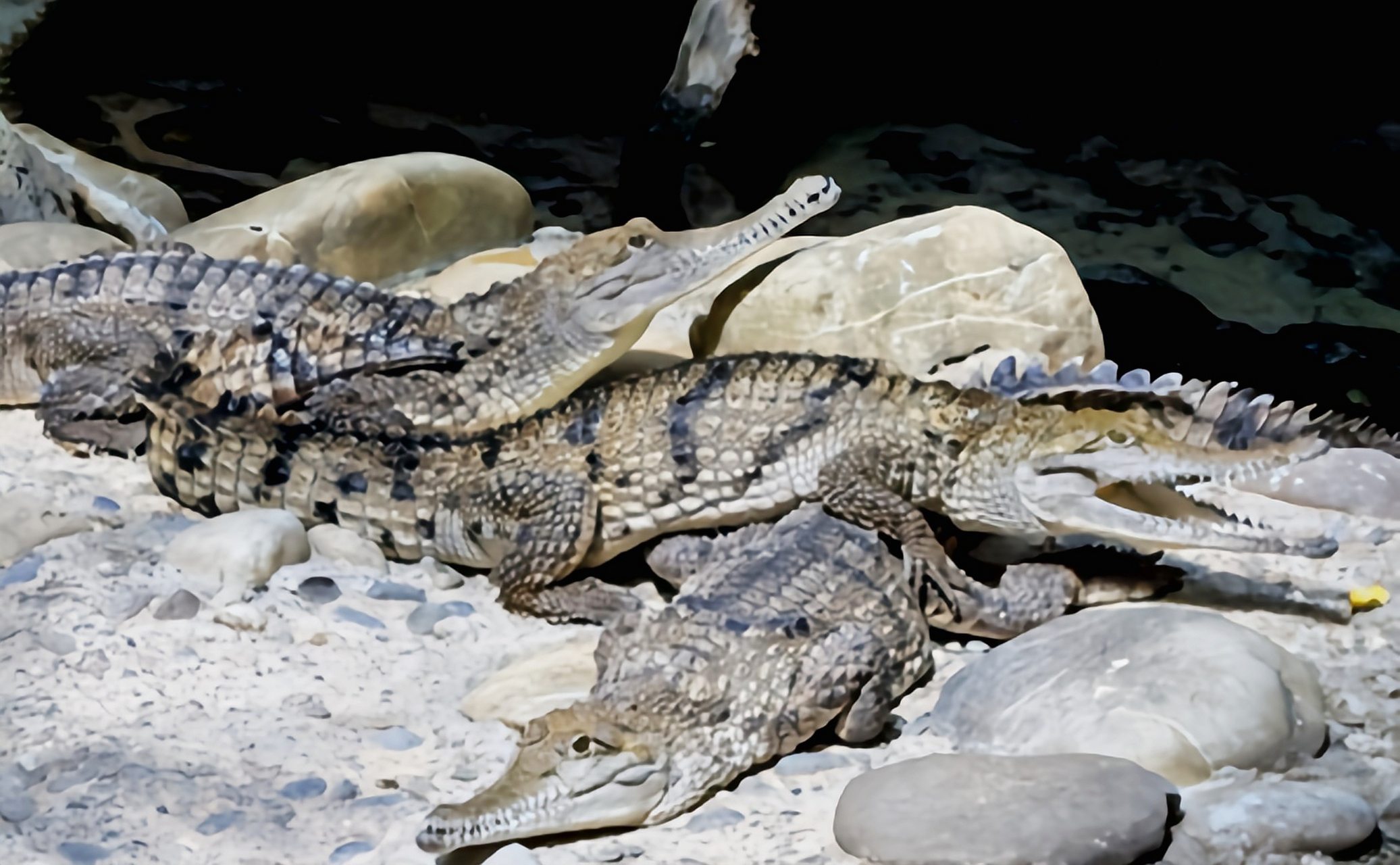 栖息于潮汐上游的淡水栖息地,以鱼类