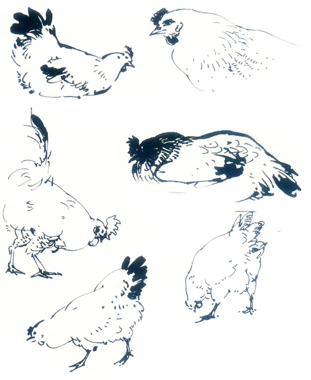 重心可以在两爪之间前面,这样鸡便有动势,但重心不在爪后,否则会产生