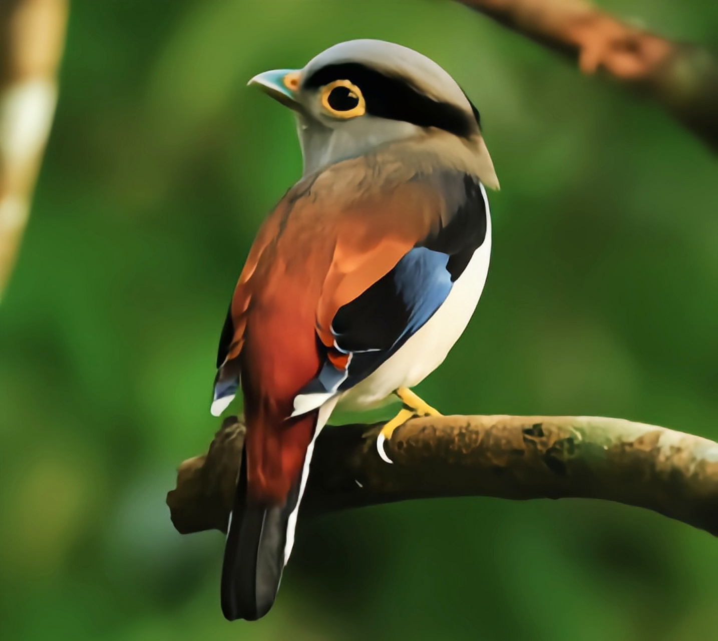 跨年创作挑战赛# 银胸丝冠鸟,作为我国二级保护动物,拥有10个亚种