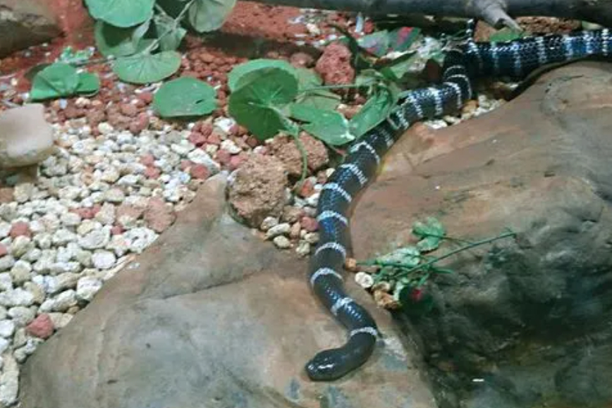 银环蛇是国家二级保护动物,受到法律保护,禁止非法捕杀,贩卖和食用.