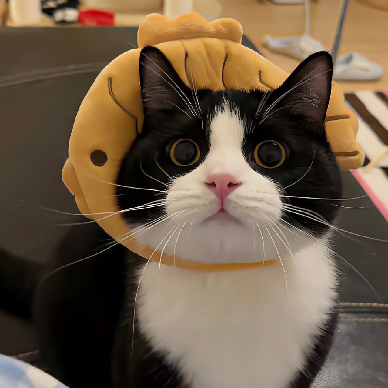 猫咪头像 猫咪是世界上最可爱的动物之一,它们拥有柔软的毛发,可爱的