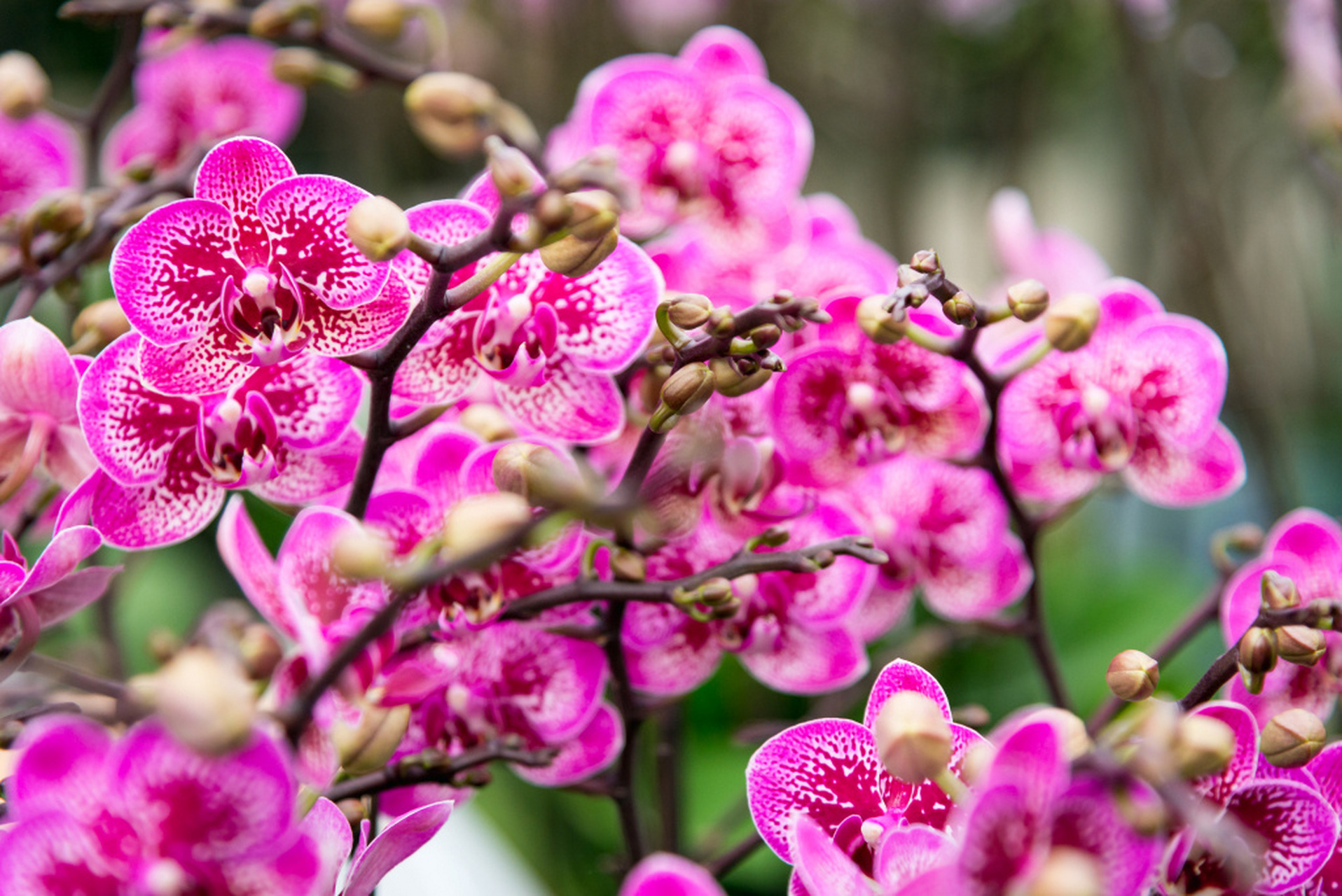 山东临沂花木博览城,花色各异的蝴蝶兰争奇斗艳,洋溢着满满的吉祥年味